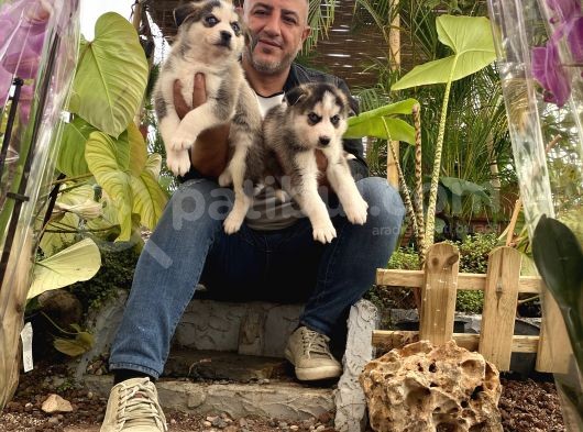 Mükemmel Kalitede  Husky Yavrularımız görsel