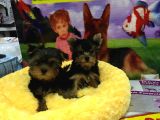 EFSANE KALITEDE YORKSHIRE TERRIER YAVRULARI VONALP PETGARANTISIYLE