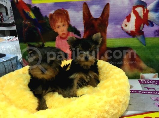 Efsane Kalitede Yorkshire Terrier Yavrulari Vonalp Petgarantisiyle