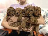 Kıvır kıvır kürklü ev Doğumu poodle bebişler