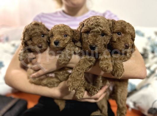 Kıvır Kıvır Kürklü Ev Doğumu Poodle Bebişler