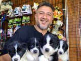 Mükemmel Kalitede Border Collie Yavrularımız