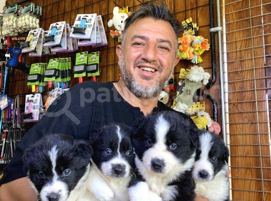 Mükemmel Kalitede Border Collie Yavrularımız görsel