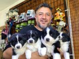 Mükemmel Kalitede Border Collie Yavrularımız
