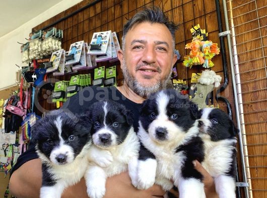 Mükemmel Kalitede Border Collie Yavrularımız görsel