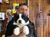 Mükemmel Kalitede Border Collie Yavrularımız