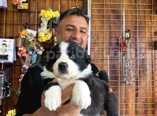 Mükemmel Kalitede Border Collie Yavrularımız görsel