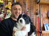 Mükemmel Kalitede Border Collie Yavrularımız