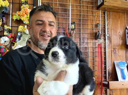 Mükemmel Kalitede Border Collie Yavrularımız görsel