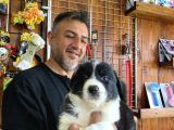 Mükemmel kalitede border collie yavrularımız