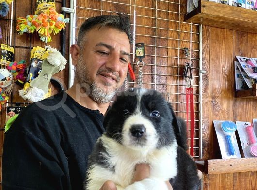 Mükemmel kalitede border collie yavrularımız