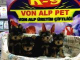 VONALP PET GARANTISIYLE YORKSHIRE TERRIER YAVRULARI