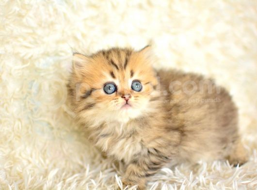 Show Kalite Golden Ny25 British Longhair görsel