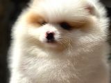 Pomeranian Boo Yavru Köpeklerimiz