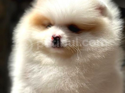 Pomeranian Boo Yavru Köpeklerimiz