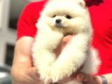 Irk Ve Sağlık Garantili Pomeranian Boo