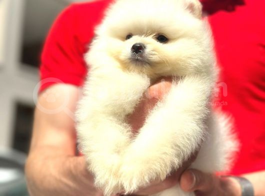 Irk Ve Sağlık Garantili Pomeranian Boo görsel
