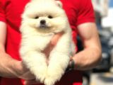 Irk Ve Sağlık Garantili Pomeranian Boo