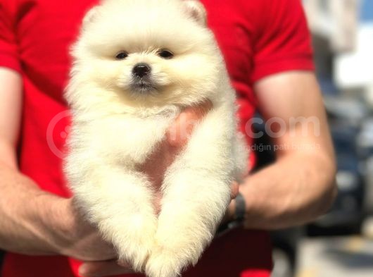 Irk Ve Sağlık Garantili Pomeranian Boo görsel