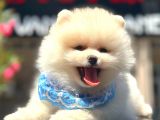 Show Kalite Pomeranian Bo Bebekler