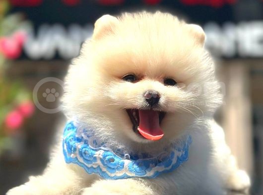 show kalite pomeranian bo bebekler