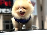 Scrli Mikrocipli Pomeranian Bo