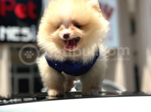 scrli mikrocipli pomeranian bo