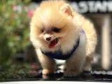Scrli Mikrocipli Pomeranian Bo
