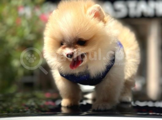 Scrli Mikrocipli Pomeranian Bo görsel