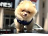 Scrli Mikrocipli Pomeranian Bo