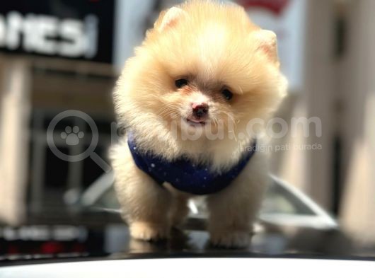 Scrli Mikrocipli Pomeranian Bo görsel