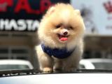 Scrli Mikrocipli Pomeranian Bo