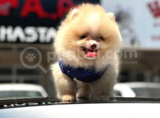 Scrli Mikrocipli Pomeranian Bo görsel