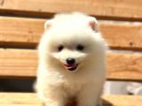 Show Kalite Pomeranian Bo Yavrular