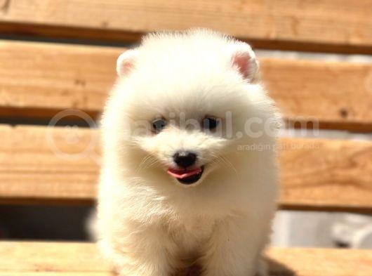 show kalite pomeranian bo yavrular
