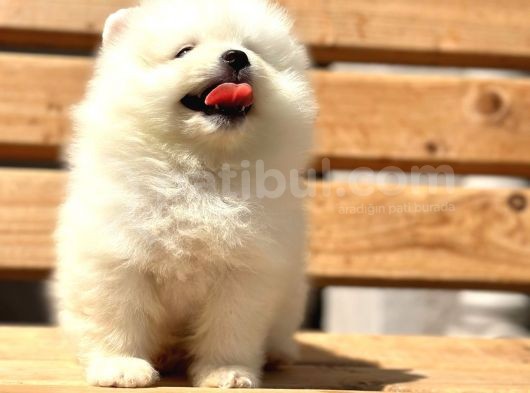 Show Kalite Pomeranian Bo Yavrular görsel