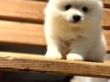 Show Kalite Pomeranian Bo Yavrular