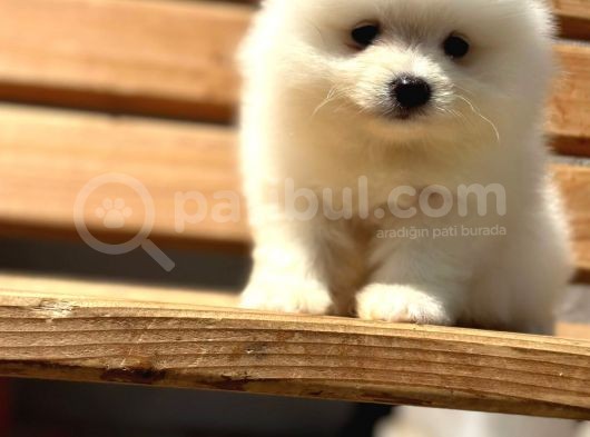 Show Kalite Pomeranian Bo Yavrular görsel