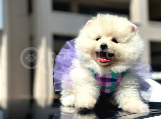 ırk sağlık garantili pomeranian bo