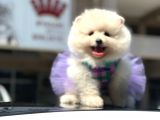 Irk Sağlık Garantili Pomeranian Bo