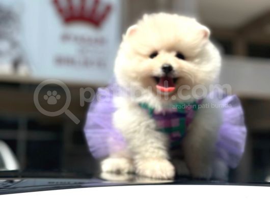 Irk Sağlık Garantili Pomeranian Bo görsel