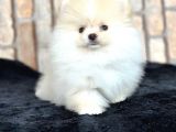 Ayı Surat Kar Beyazı Pomeranian Bo