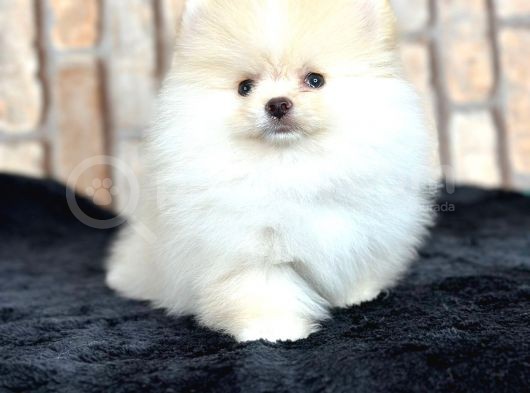 Ayı surat kar beyazı pomeranian bo