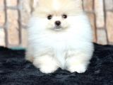 Ayı Surat Kar Beyazı Pomeranian Bo