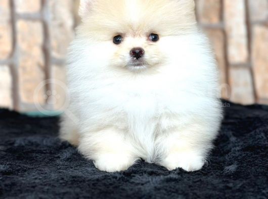 Ayı Surat Kar Beyazı Pomeranian Bo görsel