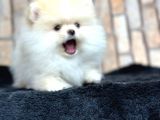 Ayı Surat Kar Beyazı Pomeranian Bo