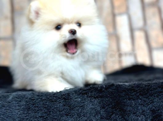 Ayı Surat Kar Beyazı Pomeranian Bo görsel