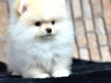 Ayı Surat Kar Beyazı Pomeranian Bo