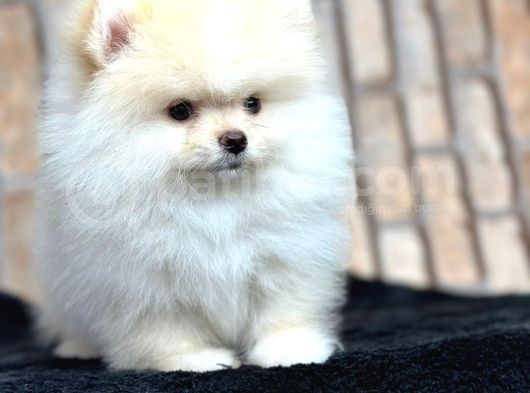 Ayı Surat Kar Beyazı Pomeranian Bo görsel