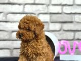 Scrli A Kalite Toy Poodle Yavrular